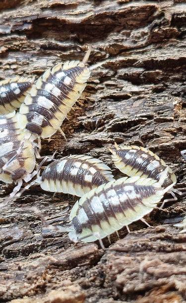 Porcellio Expansus Orange Tortosa Isopods